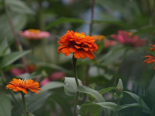 Sigma 50-500㎜F4‐6.3