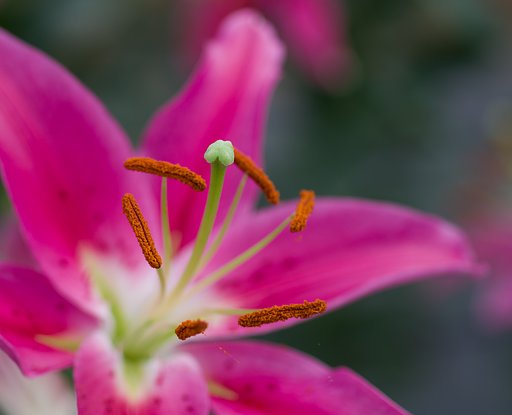 SIGMA MACRO 70mm F2.8