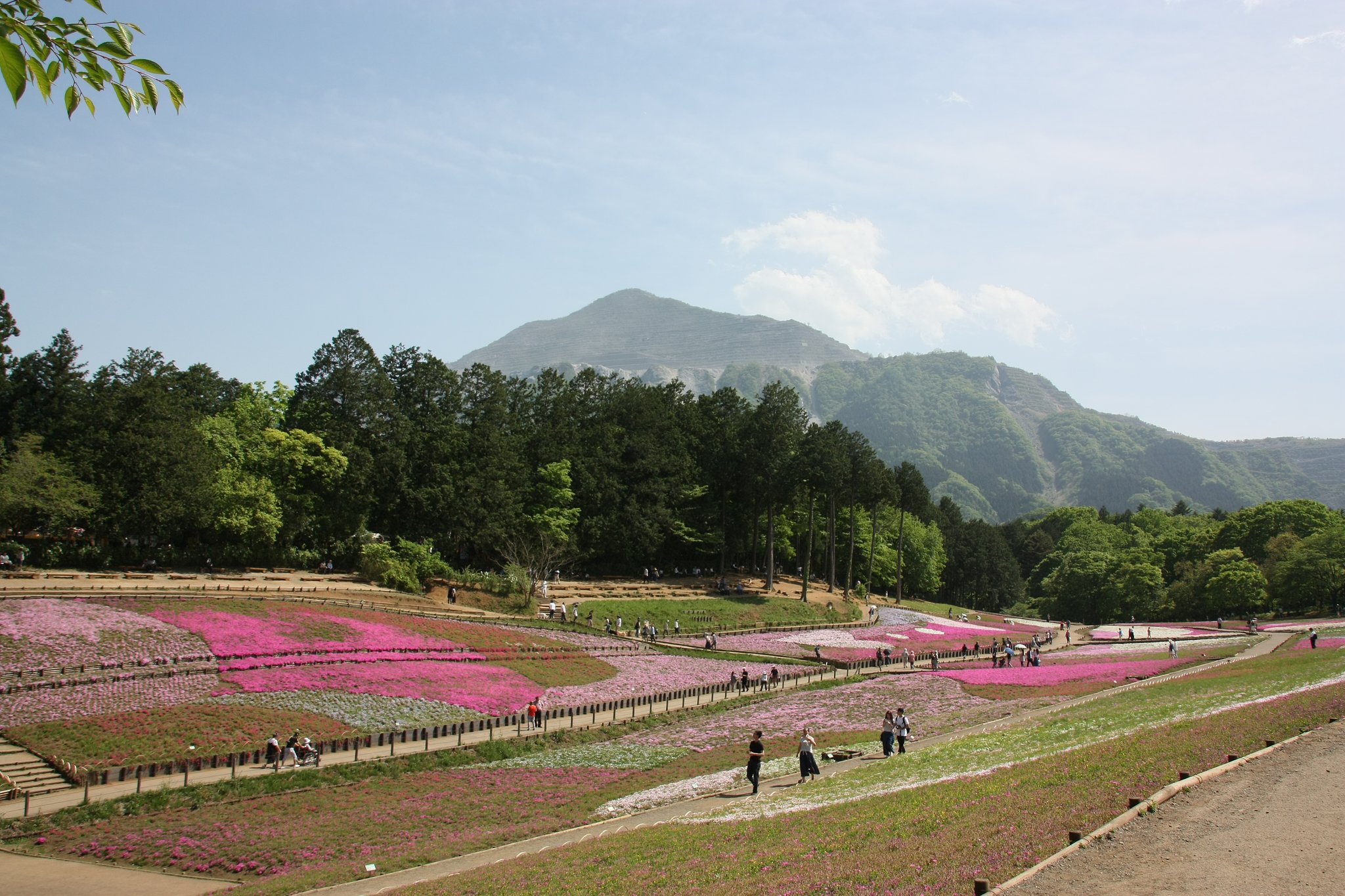ちょっと遅かった芝桜