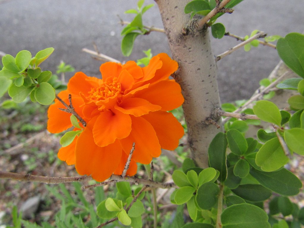 今が旬なんですね、、鮮やかです　🌼