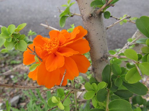 今が旬なんですね、、鮮やかです　🌼