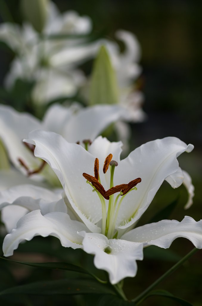 SIGMA MACRO 70mm F2.8