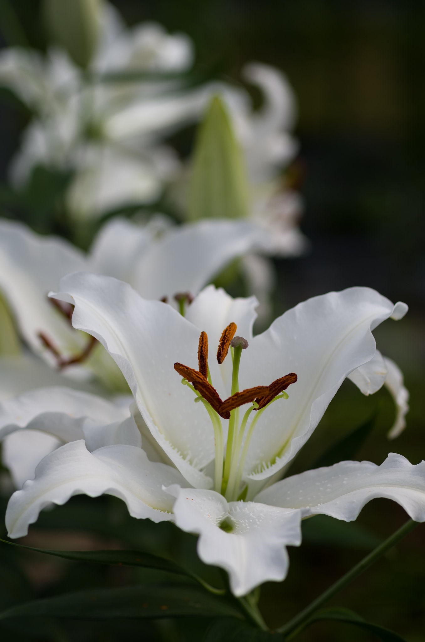 SIGMA MACRO 70mm F2.8