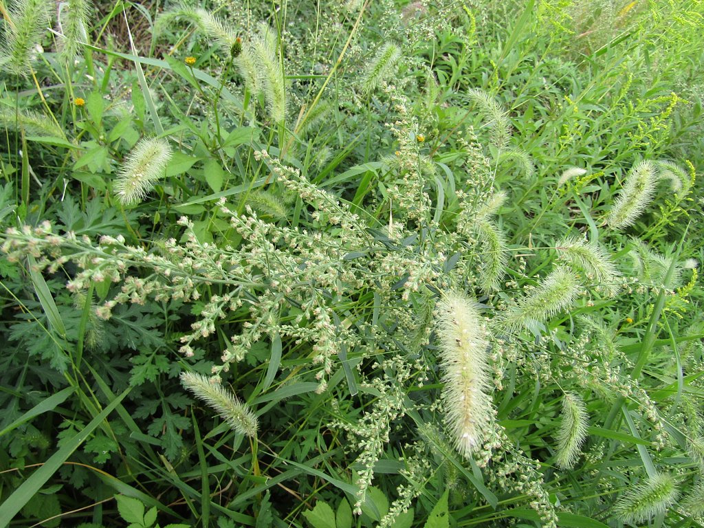 緑の楽園は🌼が見えません　少し寂しいかも