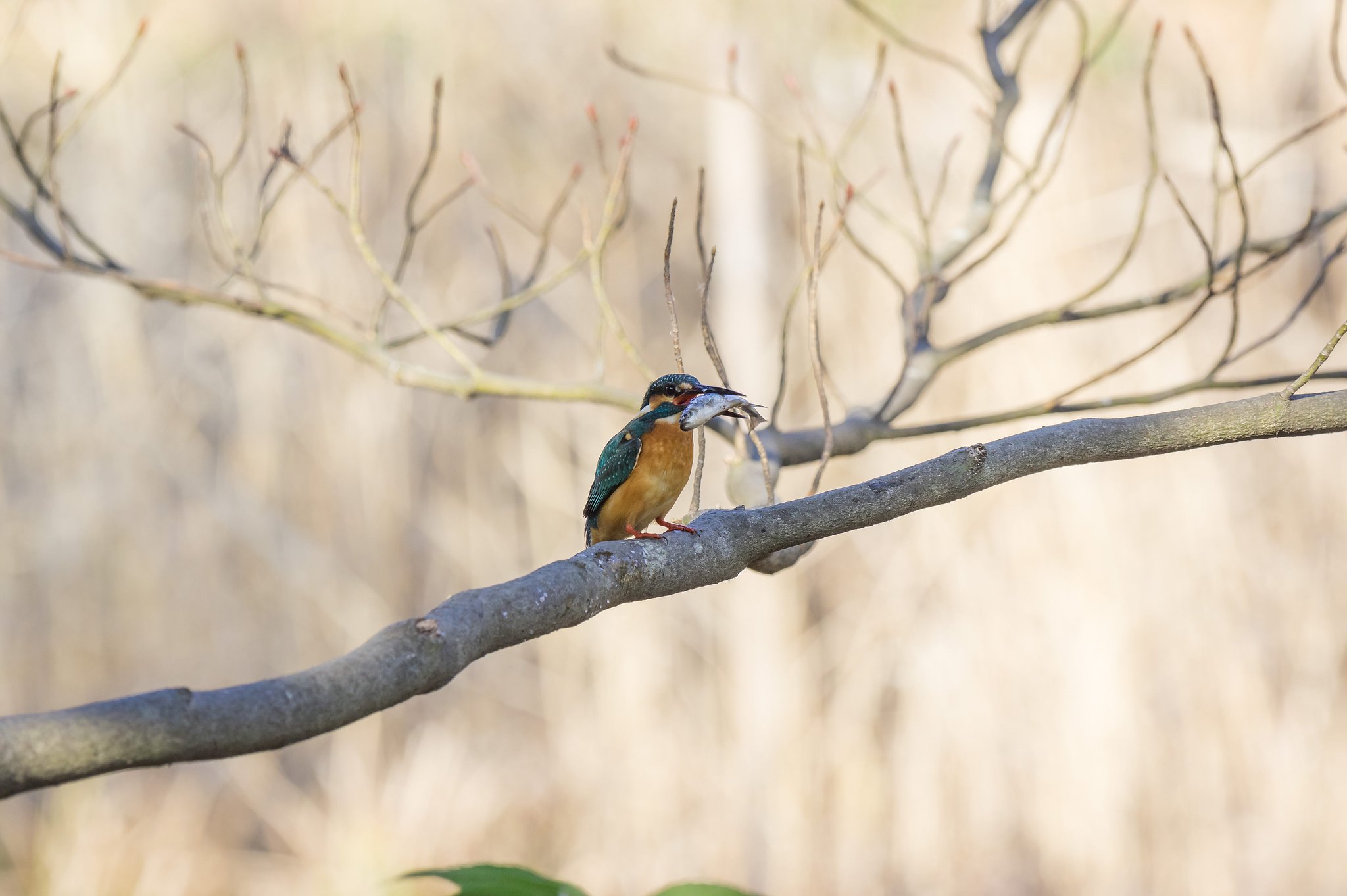 生命