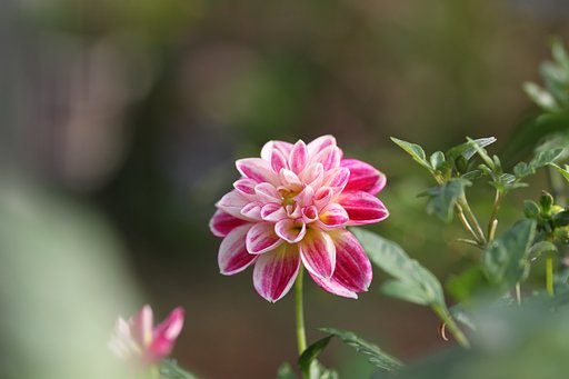 ダリアが咲きました。