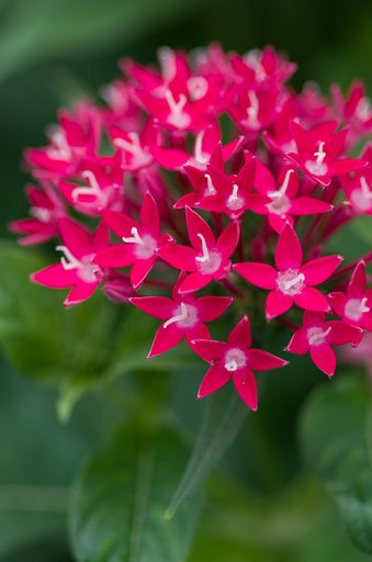 PENTAS