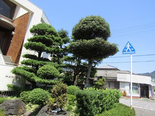 大きな盆栽を見つけました
