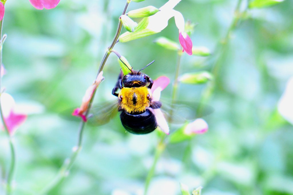 クマバチ