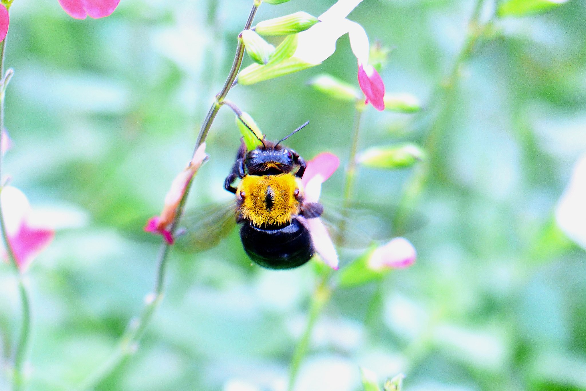 クマバチ