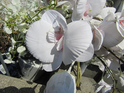 胡蝶蘭？かなまさかね