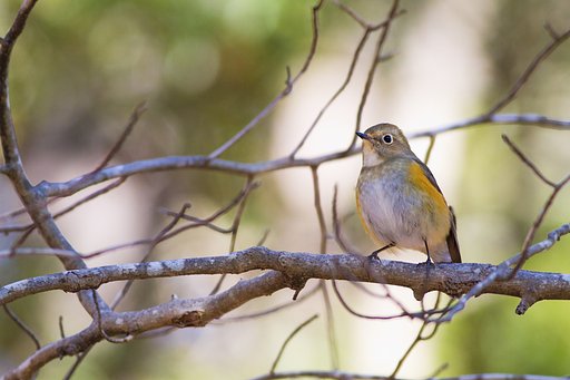 ルリビタキ♀