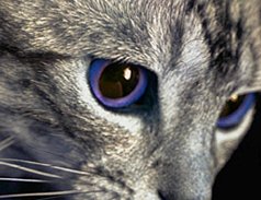 ねこ