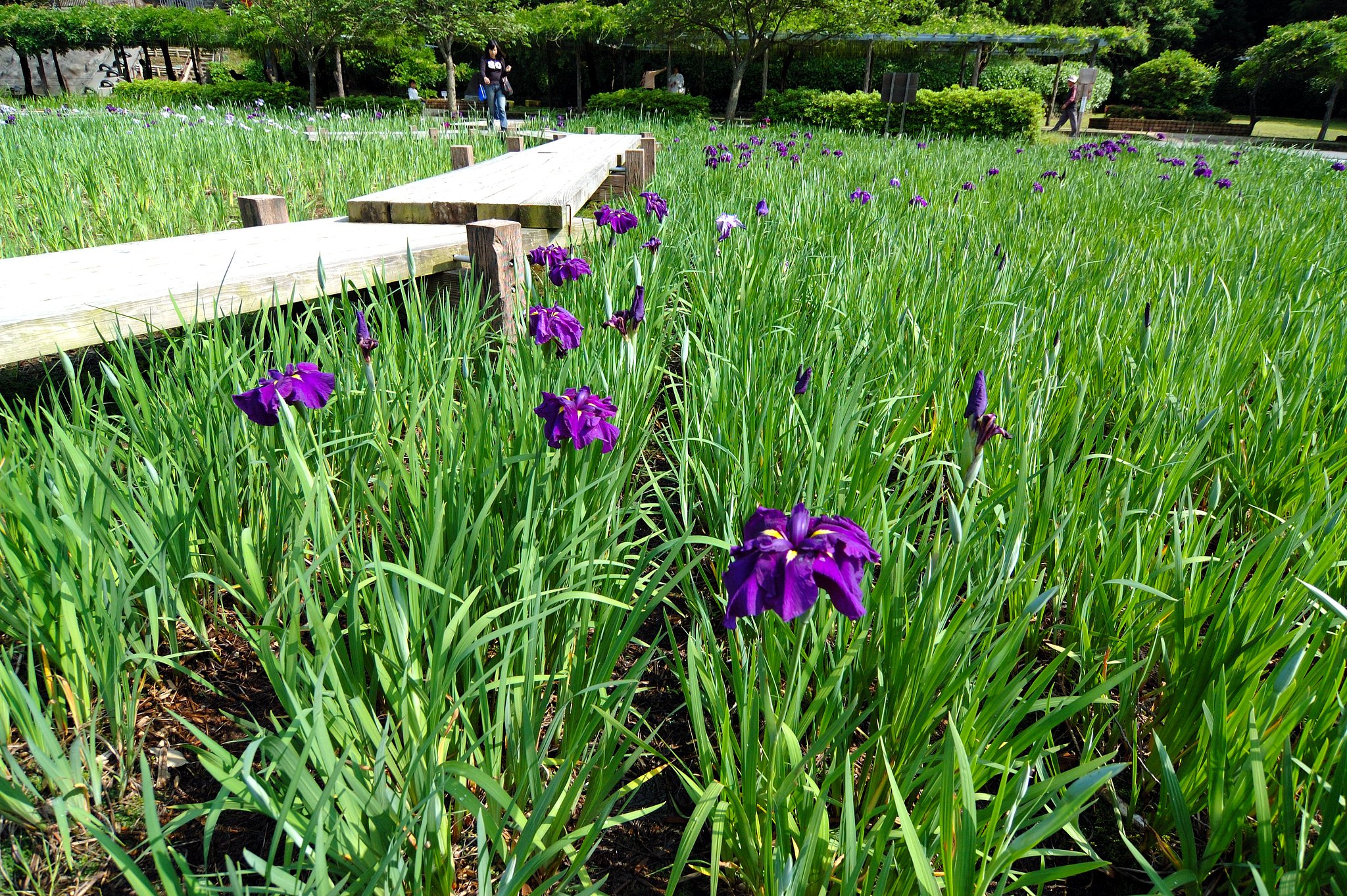 蓮花寺池公園にて（１）