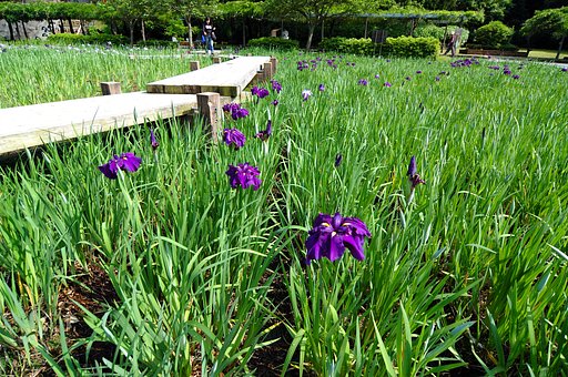 蓮花寺池公園にて（１）