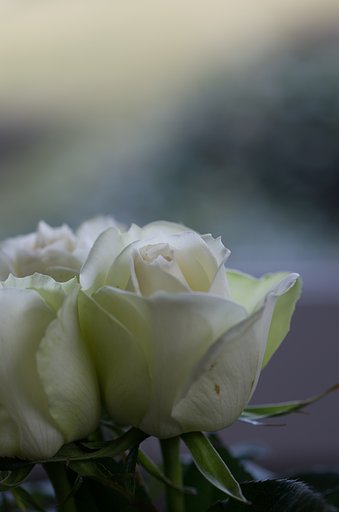 SIGMA MACRO 70mm F2.8