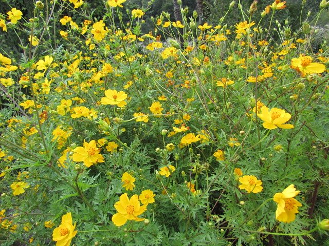 🌼命🌼　小車キク科かな凄い群像です