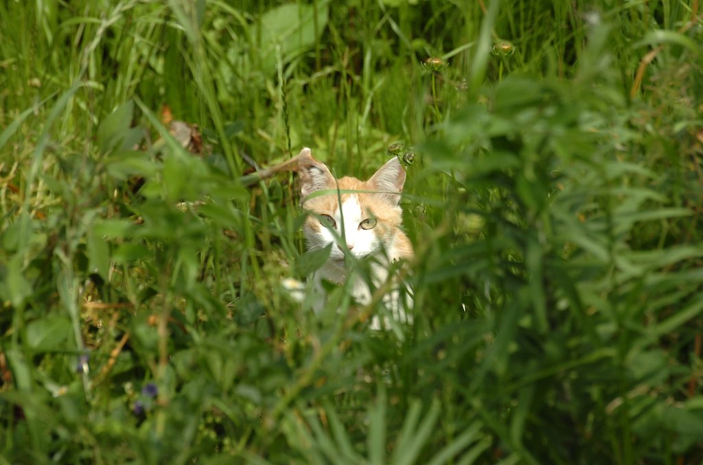 ねこ見っけ!