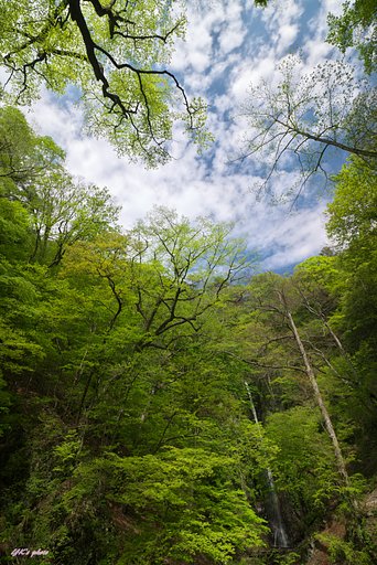引きで