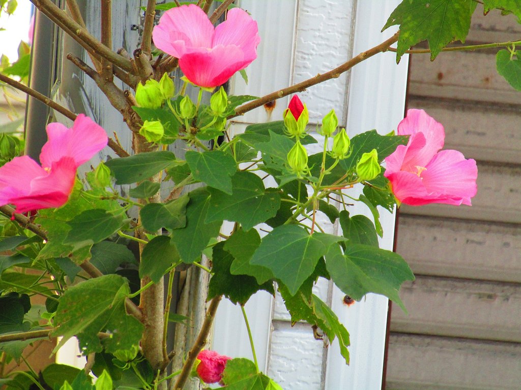 薔薇の花に似ています　綺麗な桃色です