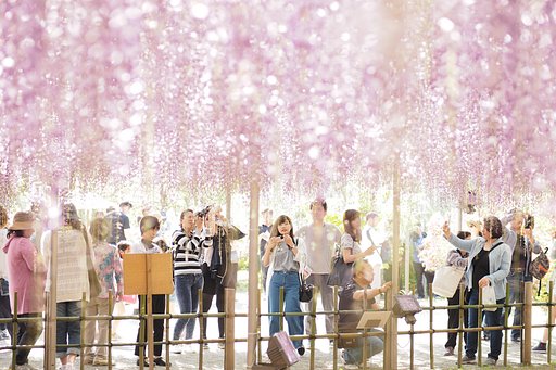 紫のカーテン～実写風～