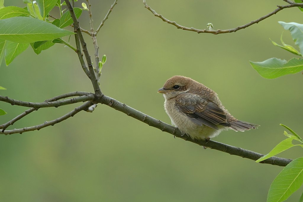 モズの幼鳥