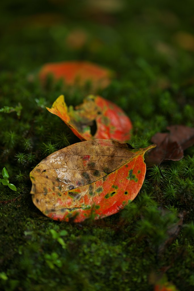 TAMRON SP 90mm F/2.8  F017