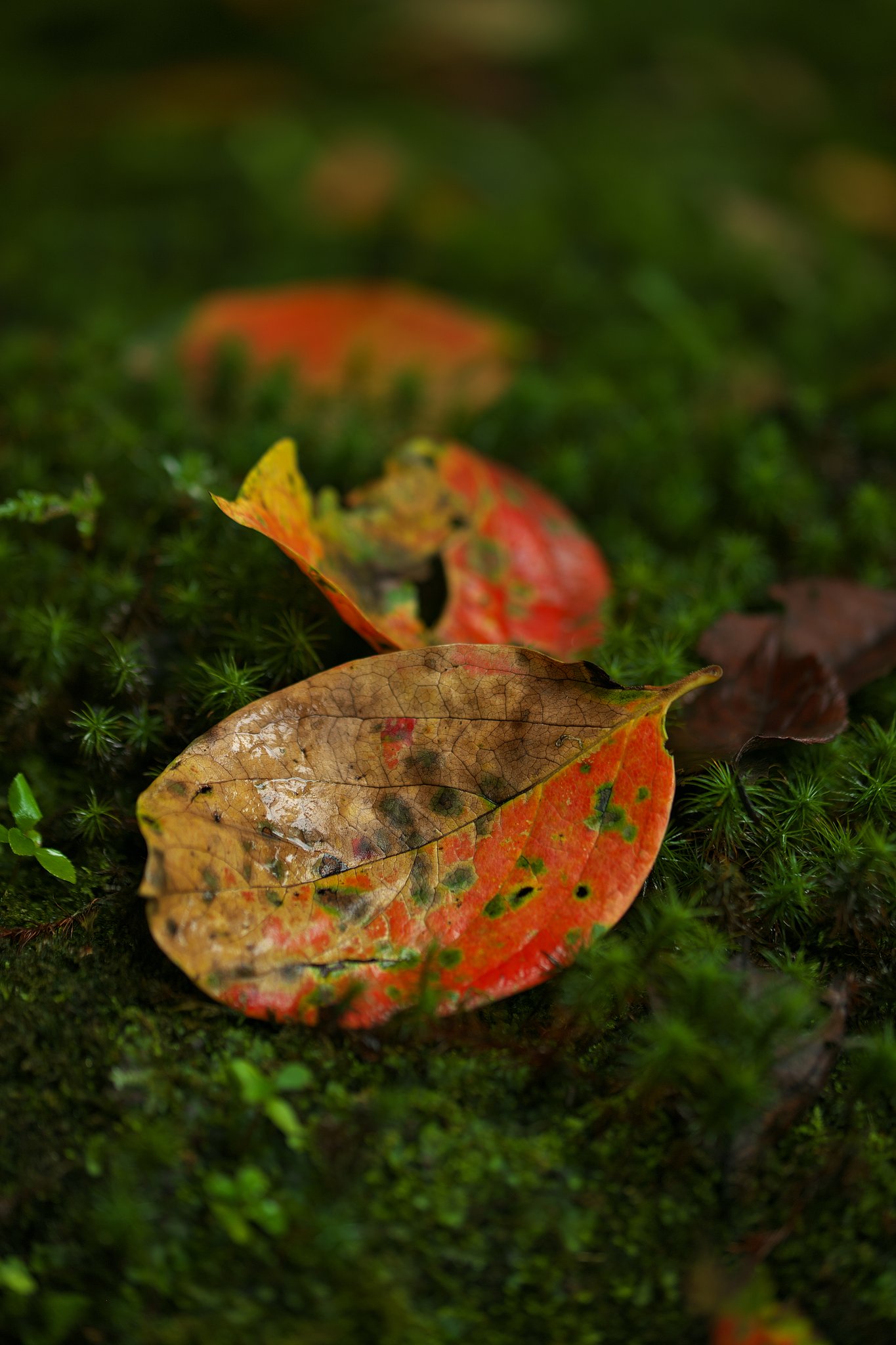TAMRON SP 90mm F/2.8  F017