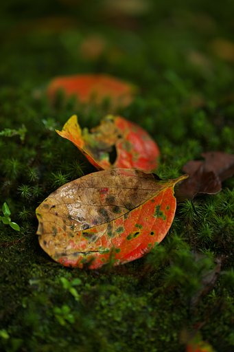 TAMRON SP 90mm F/2.8  F017