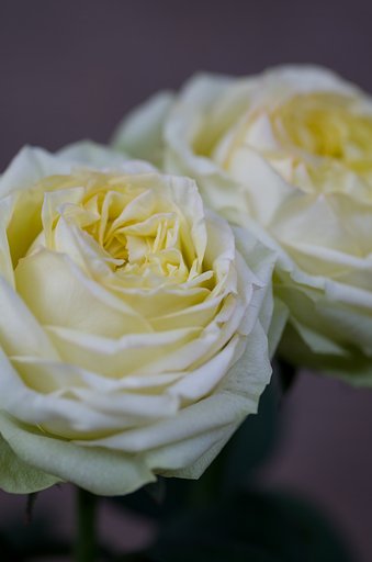 SIGMA MACRO 70mm F2.8