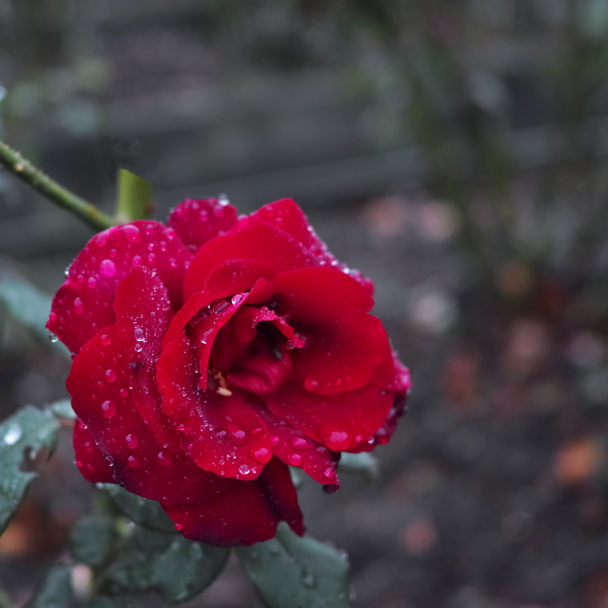 Sigma dp2 quattro