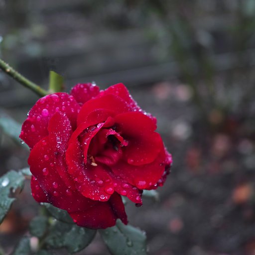 Sigma dp2 quattro