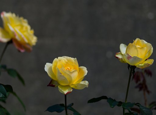 PENTAX-D FA MACRO 100mm F2.8
