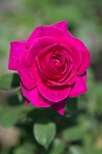 PENTAX-D FA MACRO 100mm F2.8