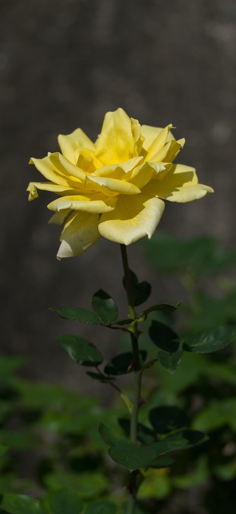 PENTAX-D FA MACRO 100mm F2.8