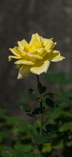 PENTAX-D FA MACRO 100mm F2.8