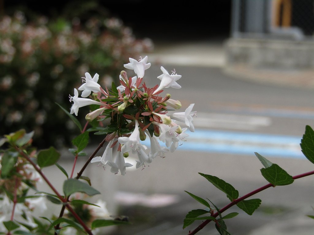 大学病院の花壇はパラダイス
