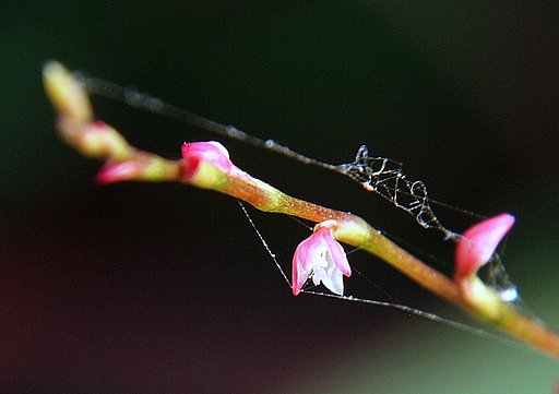 【命】花が開きました。