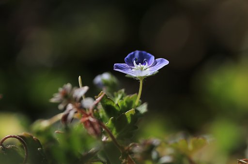 全日本匍匐組合、始動です