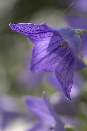 キキョウ寺にて