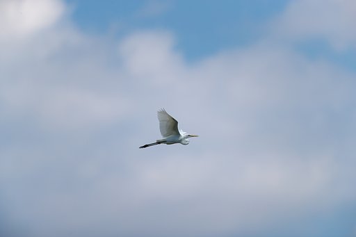 ダイサギ青空へ