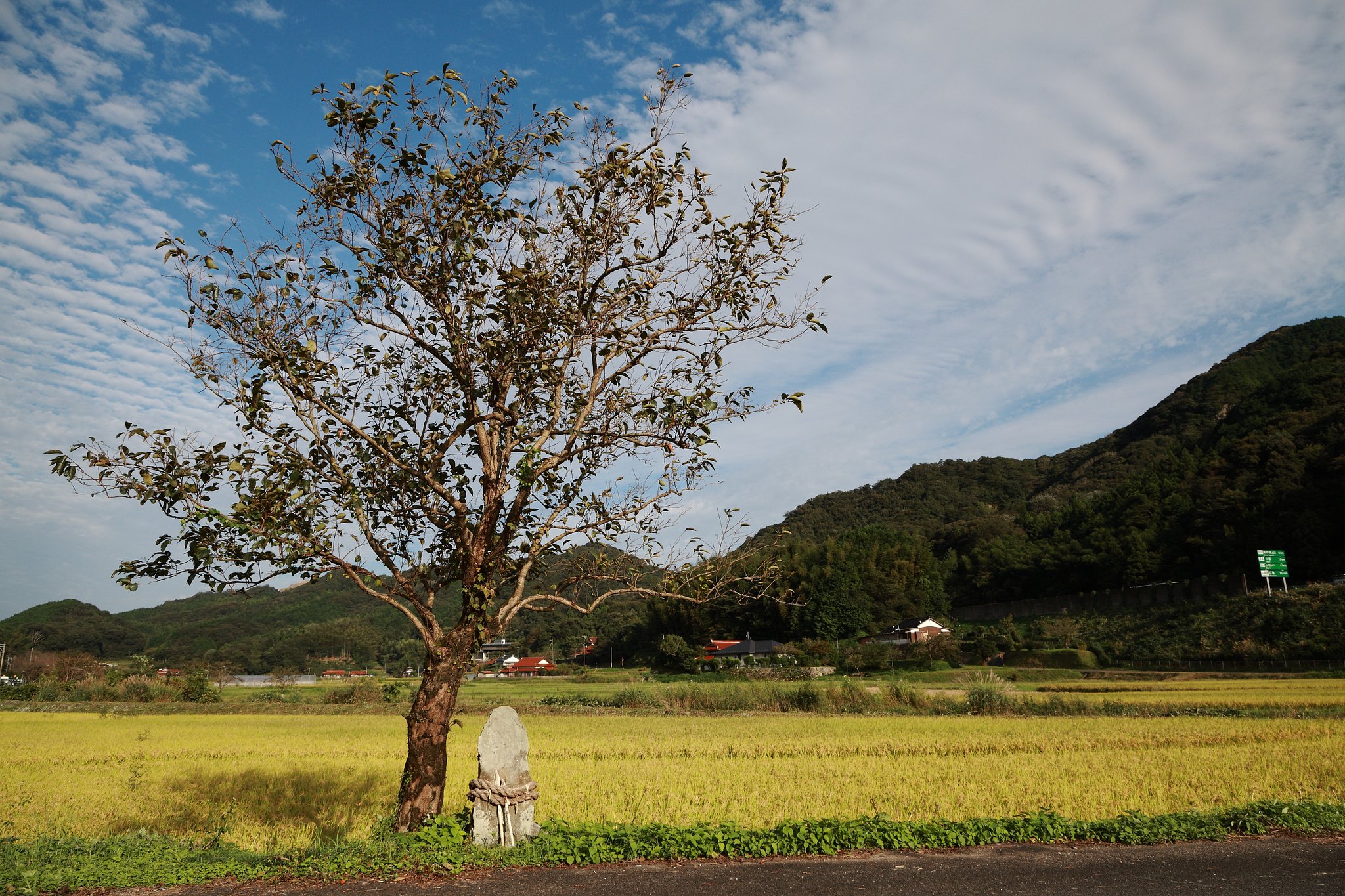 柿の木の風景　山口美祢