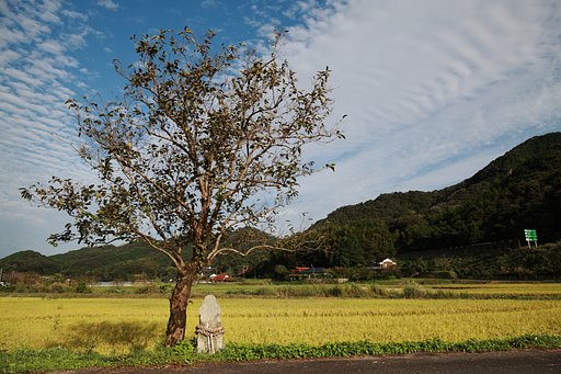 柿の木の風景　山口美祢