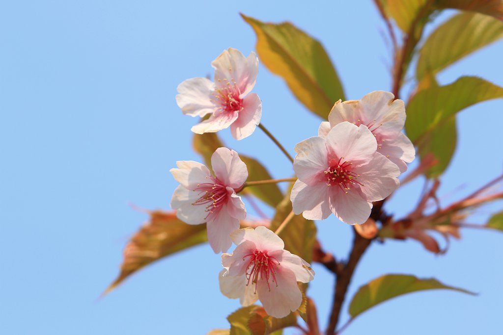 2017桜の反省点