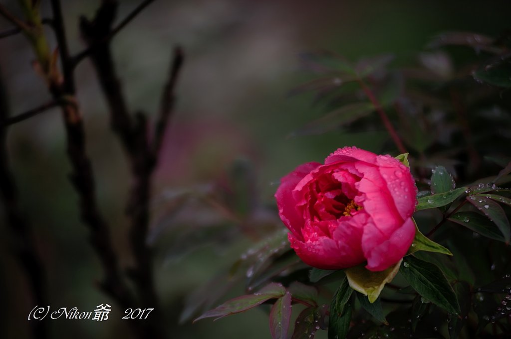 雨上がりの黄金比