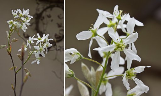 四月の花