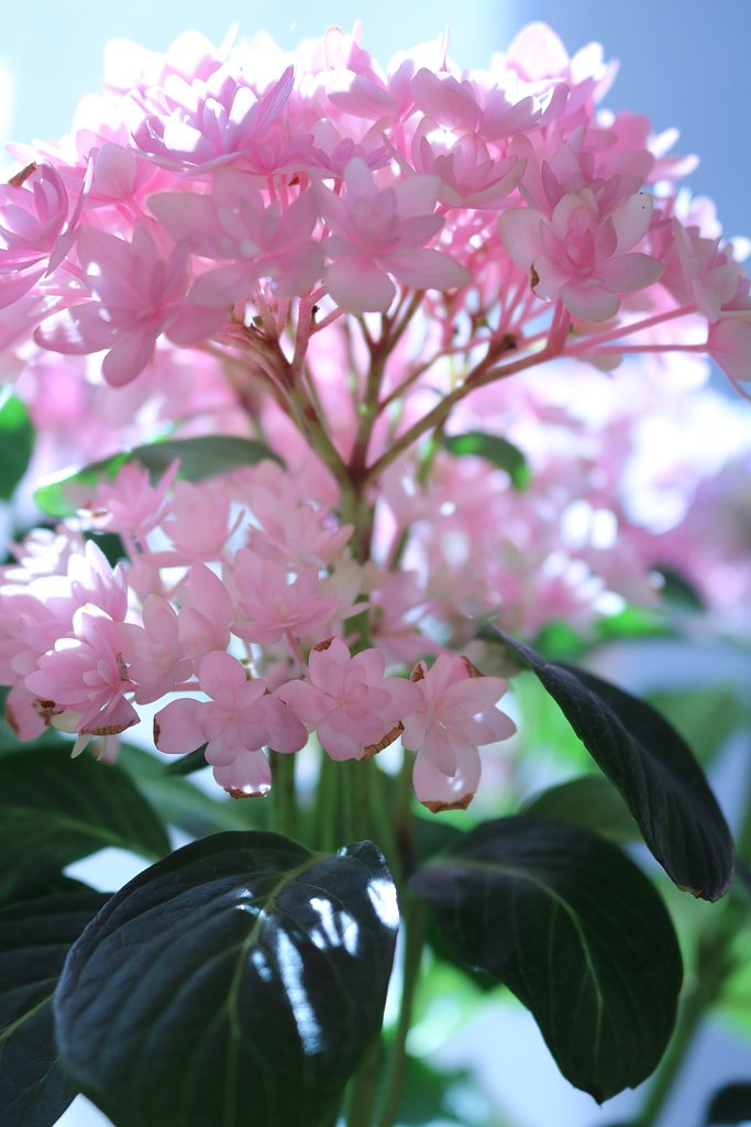 紫陽花