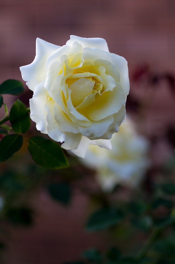 PENTAX-D FA MACRO 100mm F2.8