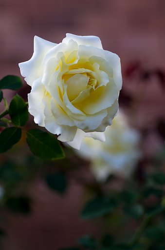 PENTAX-D FA MACRO 100mm F2.8