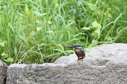 カワセミ